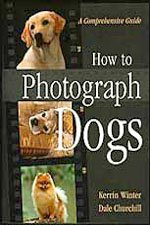 How to Photograph Dogs